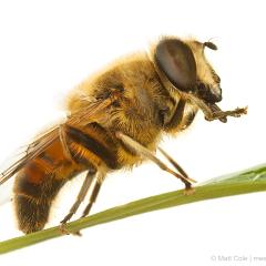 MYN Drone Fly - Eristalis species 